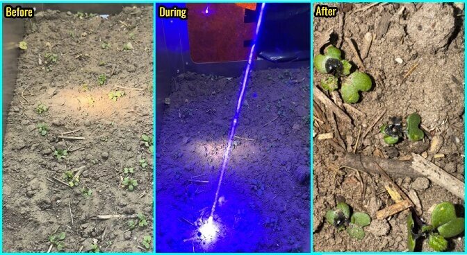 blue laser for laser weeding