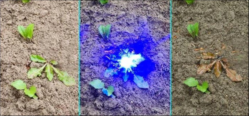 blue laser for laser weeding