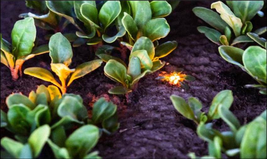 blue laser for laser weeding