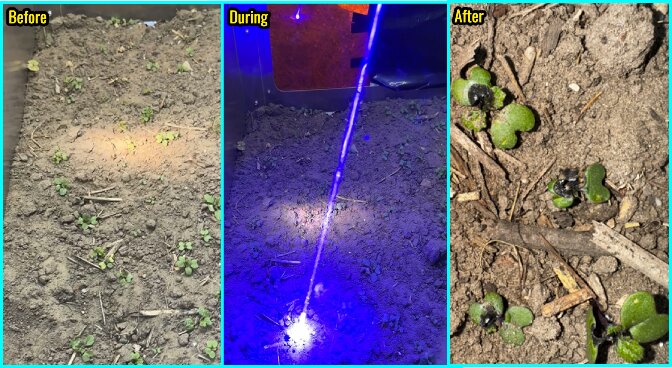 Laser-Weeding-Laser-Before-During-After
