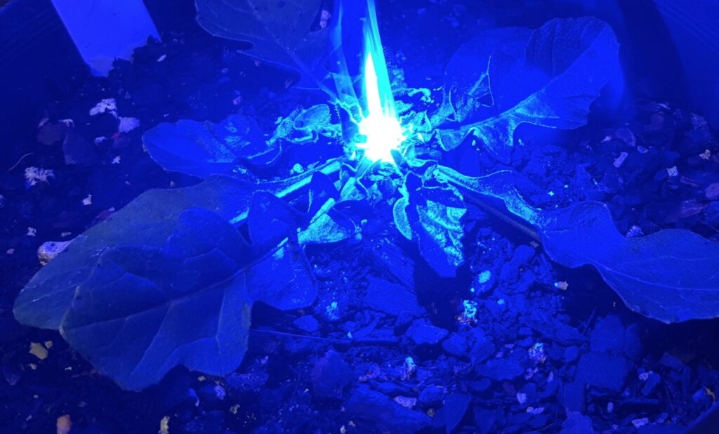 blue laser for laser weeding