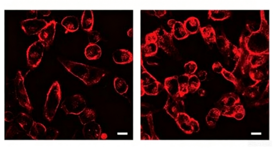 Flow Cytometry Laser